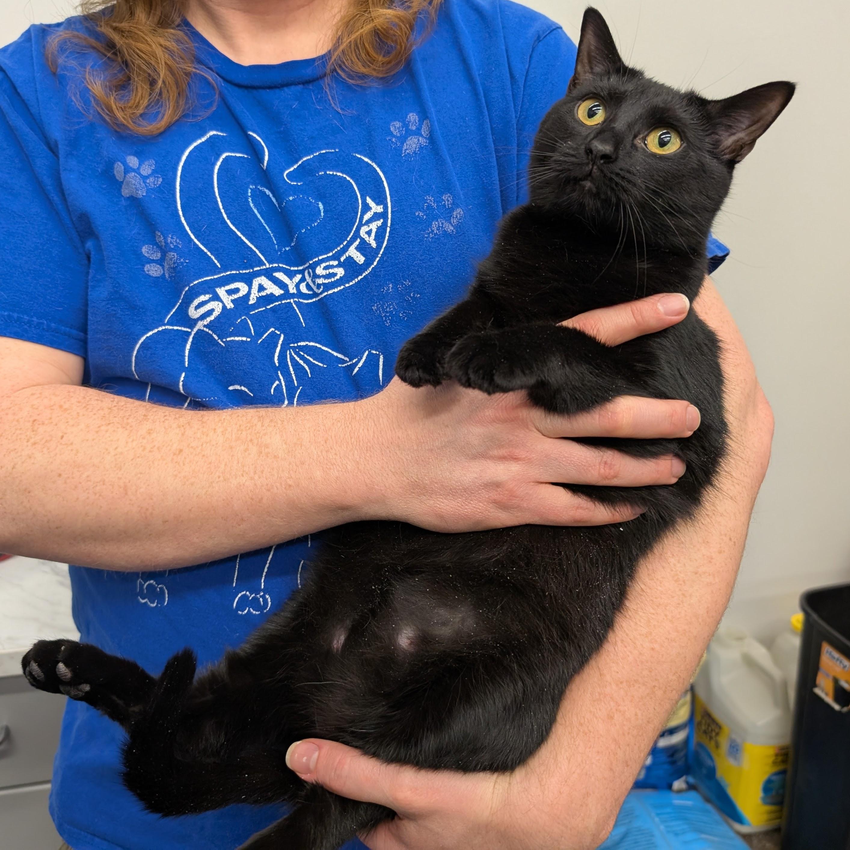 Enlarge Susie Q, a Adoptable Domestic Short Hair in Grayslake, IL image 1/4