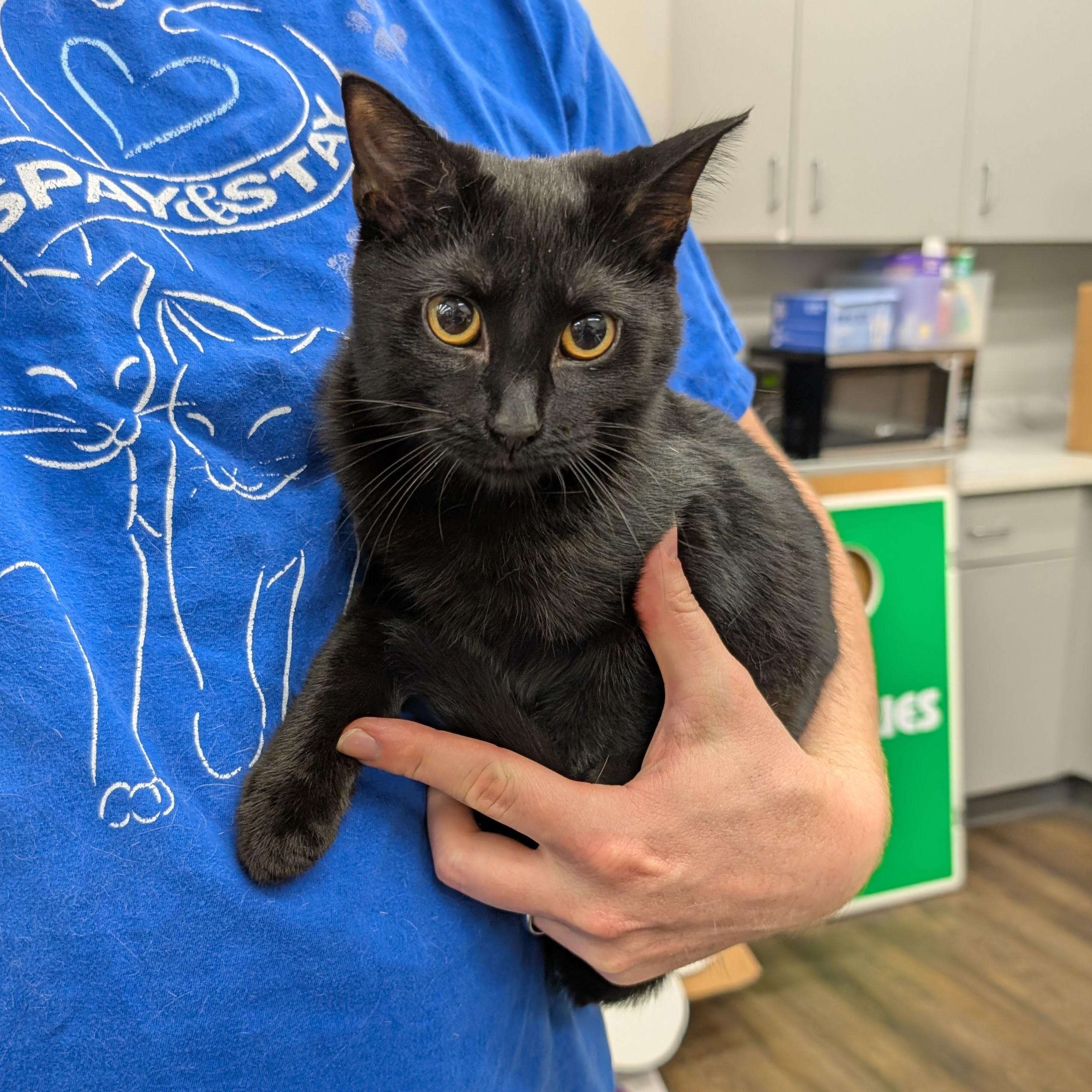 Enlarge Susie Q, a Adoptable Domestic Short Hair in Grayslake, IL image 3/3