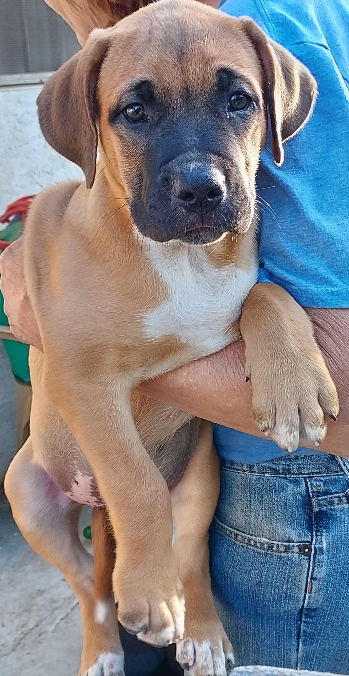 Tank, Adopted, Puppy Male Mastiff.