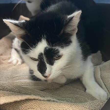 Tamera, Adoptable, Adult Female Domestic Short Hair.