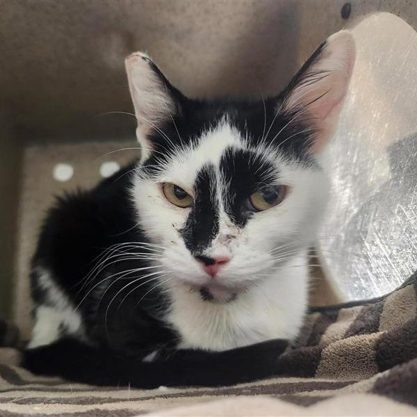 Enlarge Tamera, a Adoptable Domestic Short Hair in Tacoma, WA image 2/3