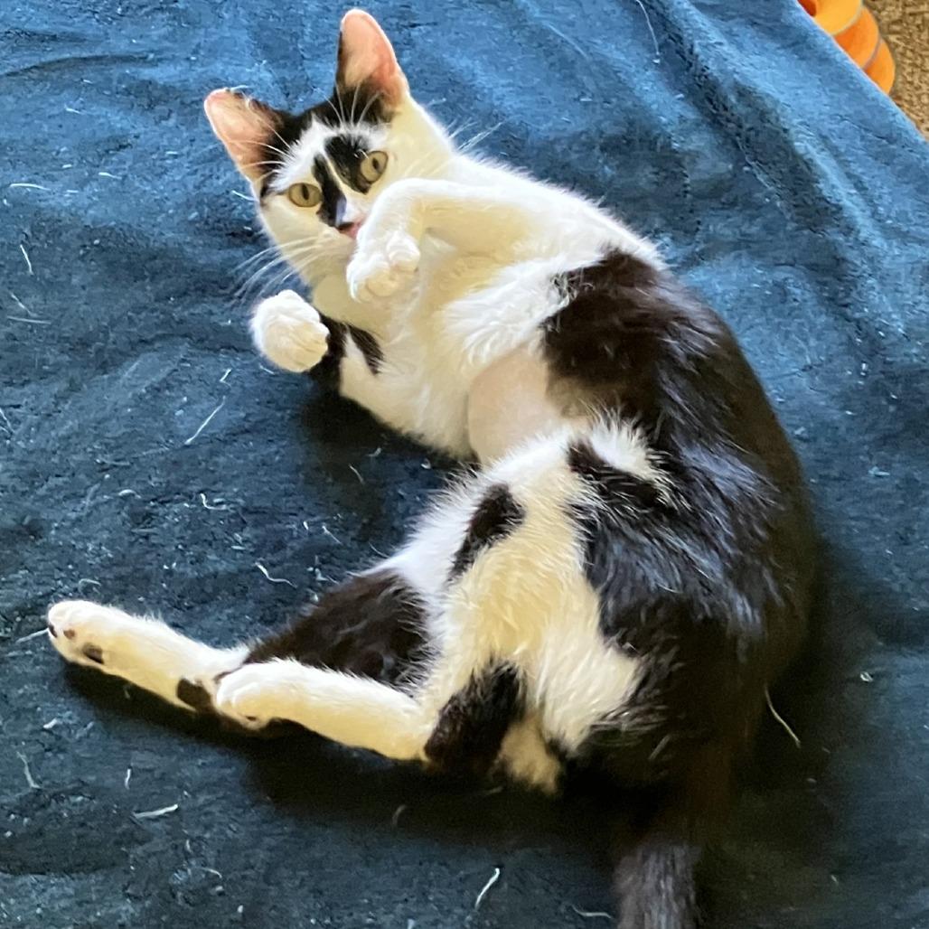 Enlarge Tamera, a Adoptable Domestic Short Hair in Tacoma, WA image 3/3