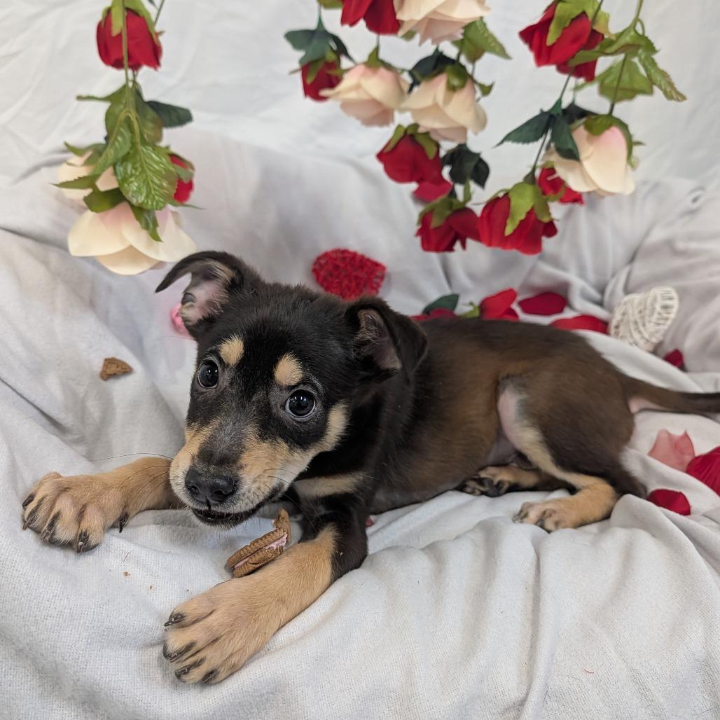 Hank, a ADOPTABLE Mixed Breed in Cape Girardeau, MO image 2/3