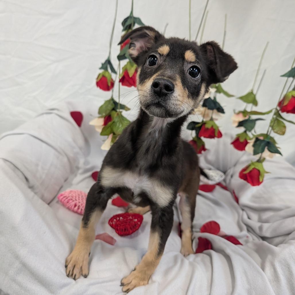 Hank, a ADOPTABLE Mixed Breed in Cape Girardeau, MO image 3/3