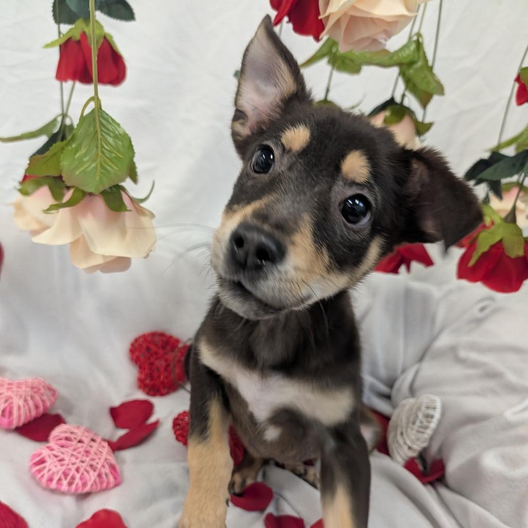 Hank, ADOPTABLE, Puppy Male Mixed Breed.