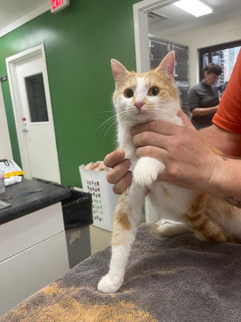 Hannah, Adoptable, Young Female Domestic Short Hair.