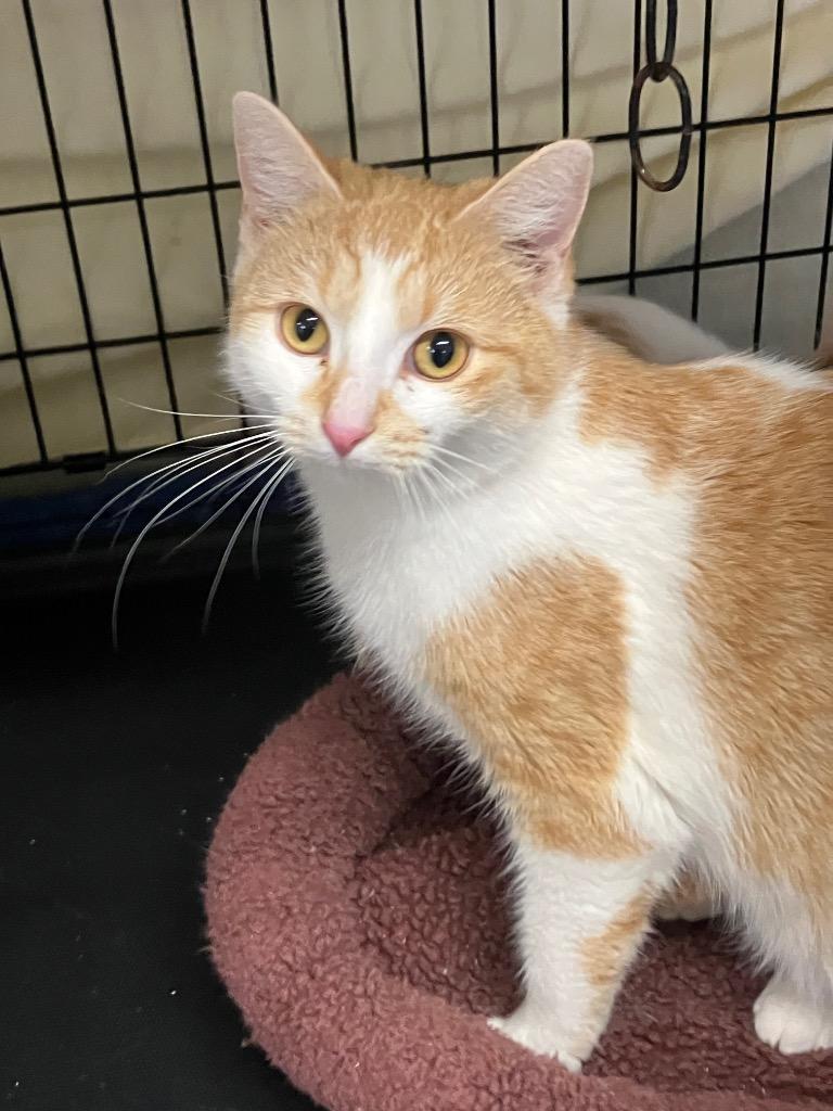 Enlarge Hannah, a Adoptable mixed breed in Lunenburg, MA image 2/2