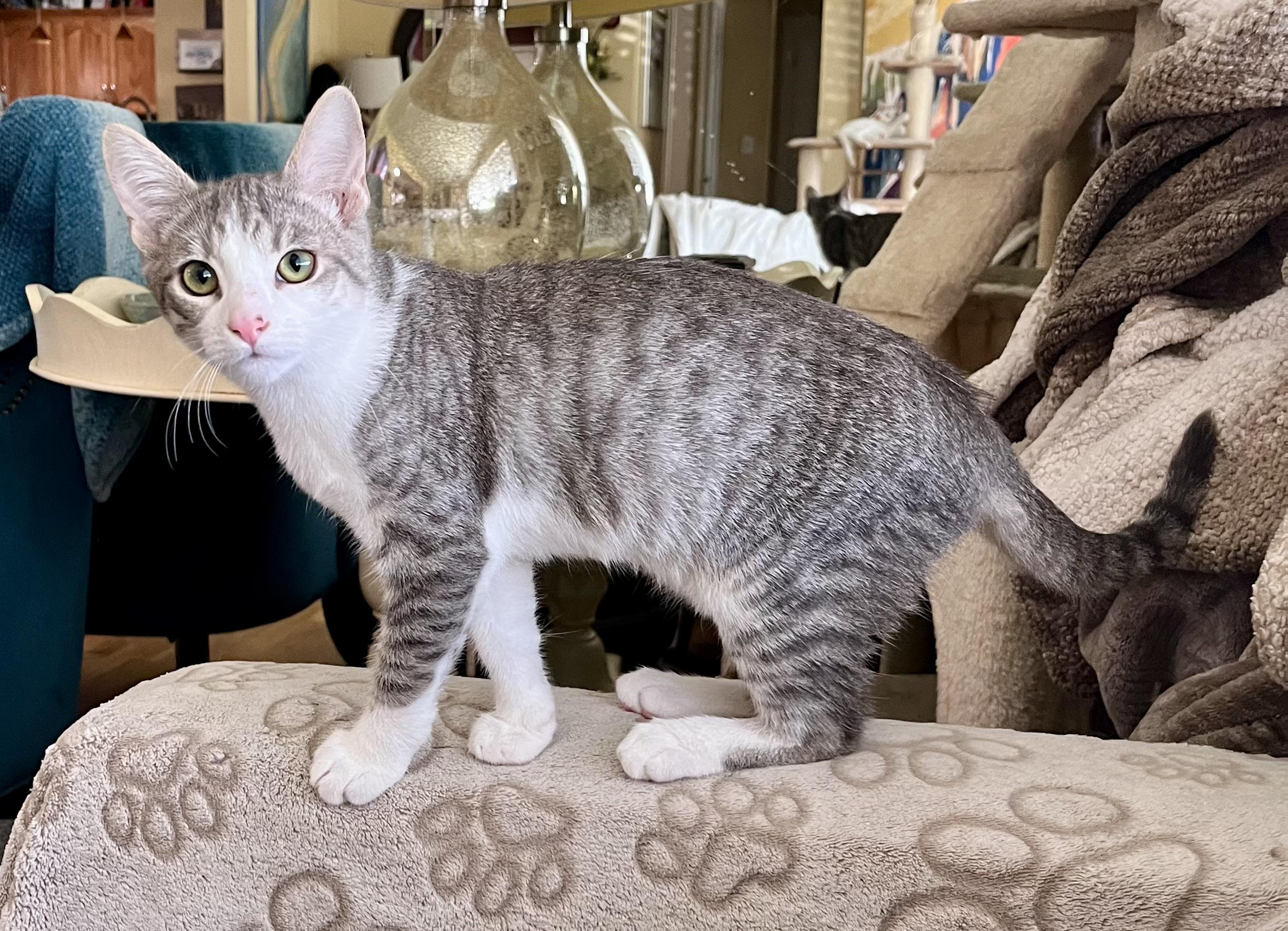 Enlarge Camille, a Adoptable Tabby in Tustin, CA image 3/3