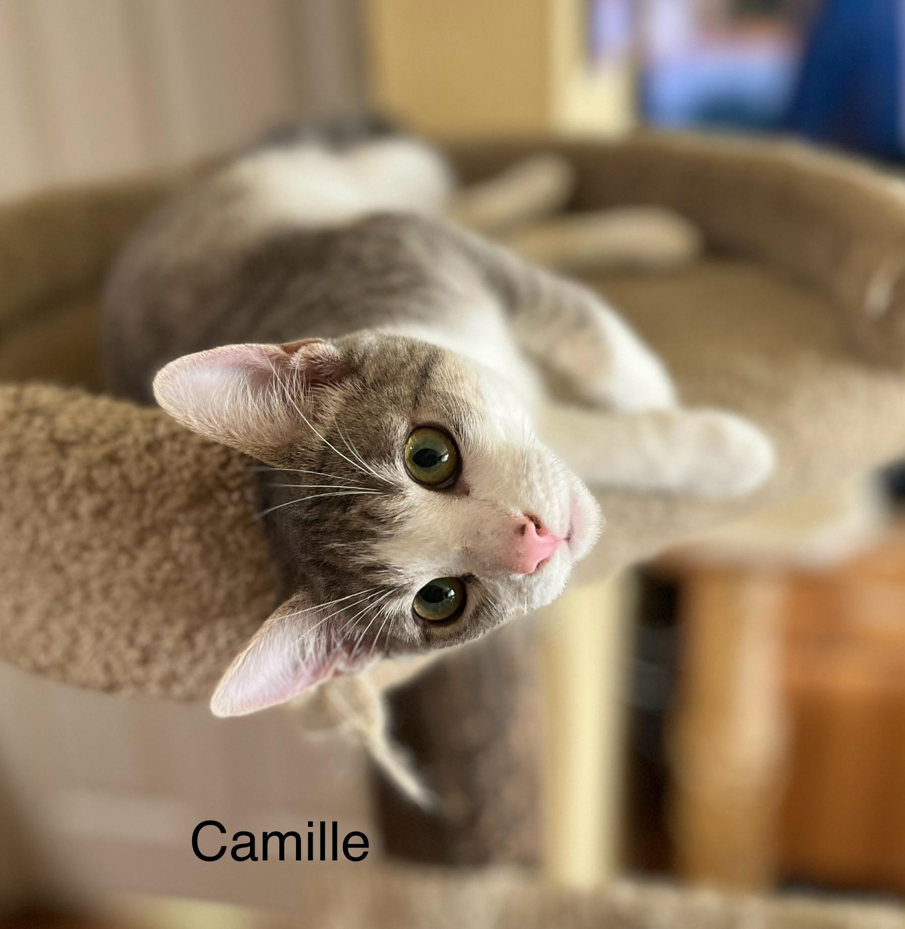 Enlarge Camille, a Adoptable Tabby in Tustin, CA image 1/3