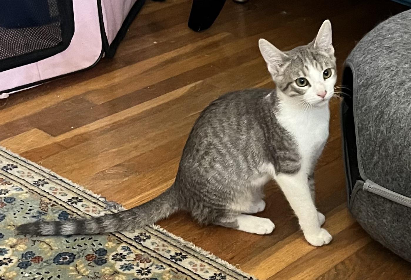 Enlarge Camille, a Adoptable Tabby in Tustin, CA image 2/3