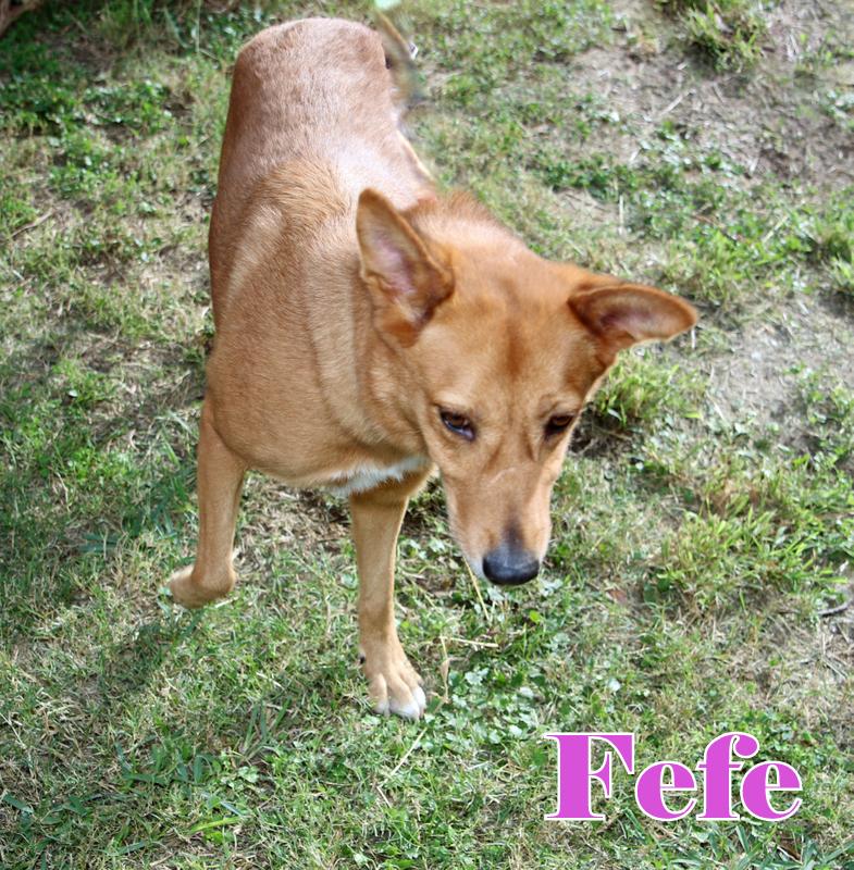 Enlarge FEFE, a ADOPTABLE mixed breed in Humble, TX image 3/5