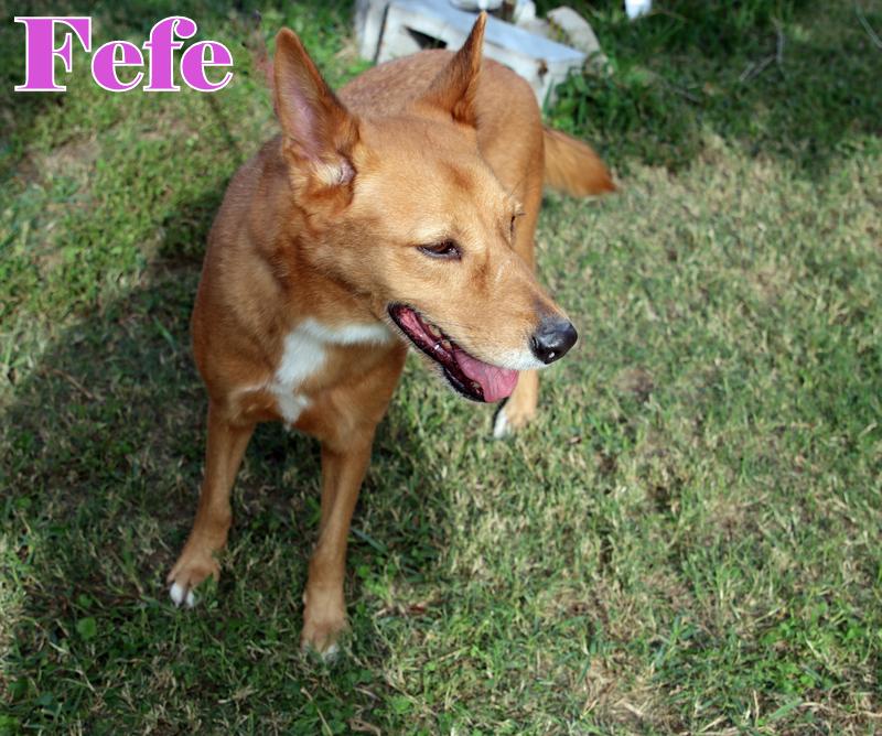 Enlarge FEFE, a ADOPTABLE mixed breed in Humble, TX image 2/5