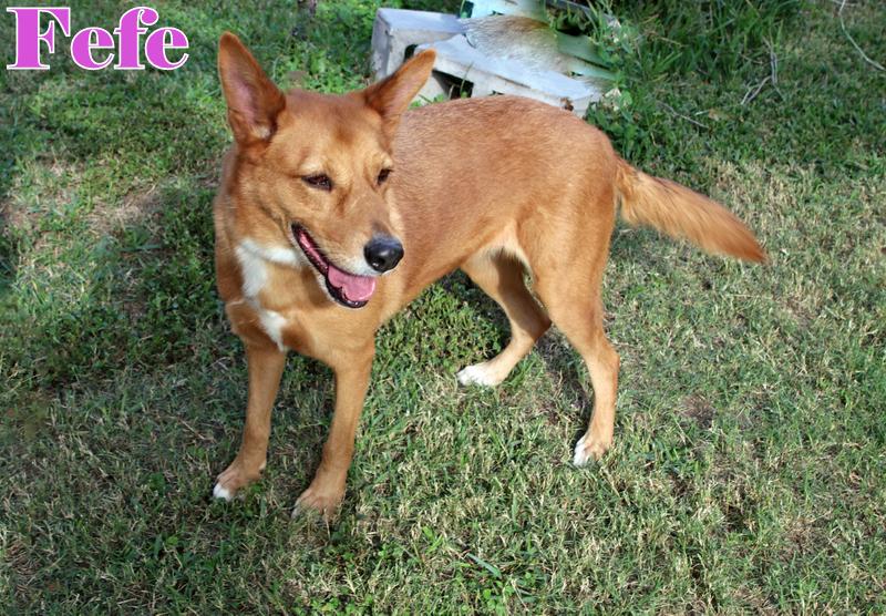 Enlarge FEFE, a ADOPTABLE mixed breed in Humble, TX image 4/5