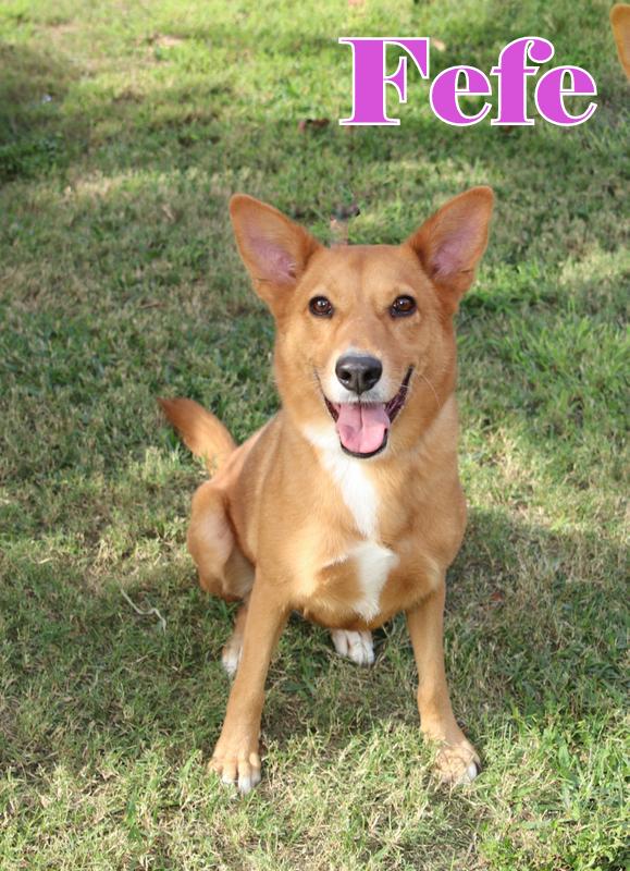 Enlarge FEFE, a ADOPTABLE mixed breed in Humble, TX image 1/5