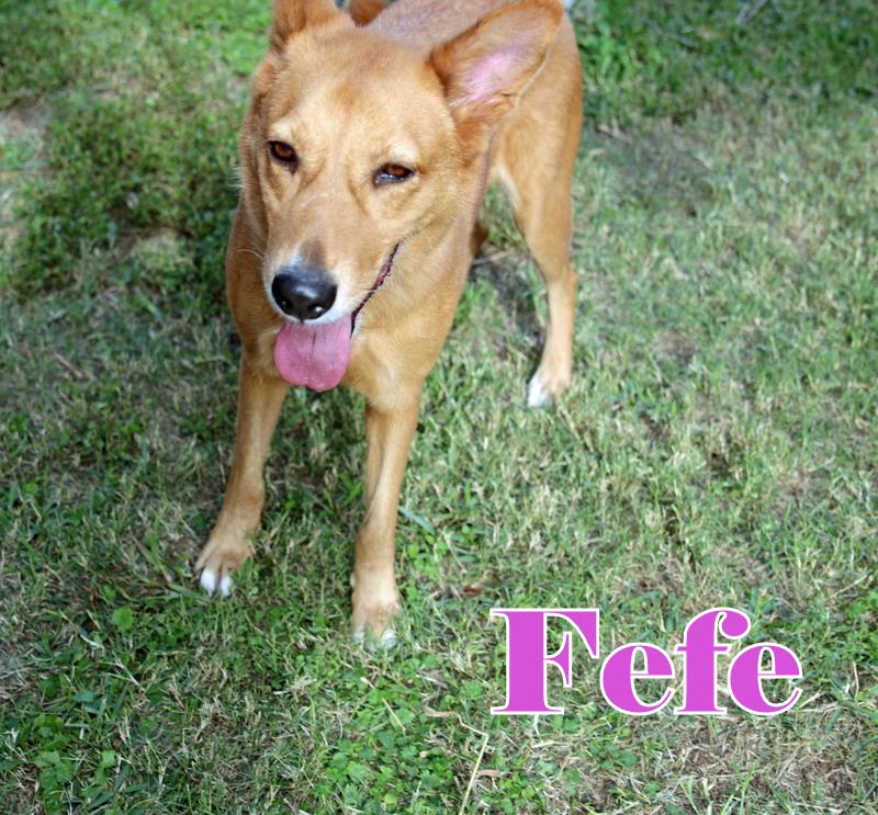 Enlarge FEFE, a ADOPTABLE mixed breed in Humble, TX image 5/5