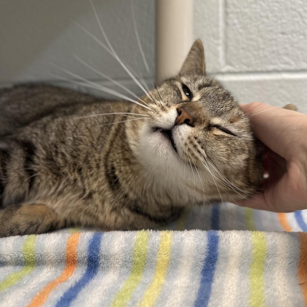 Enlarge Petal (In Foster), a Adoptable Domestic Short Hair in Marshall, VA image 1/6