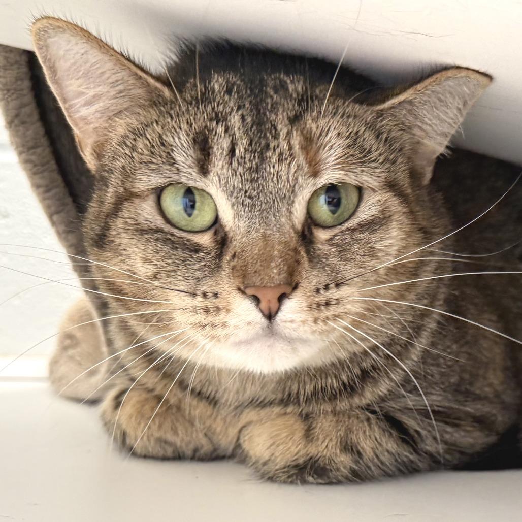 Petal, Adoptable, Adult Female Domestic Short Hair.