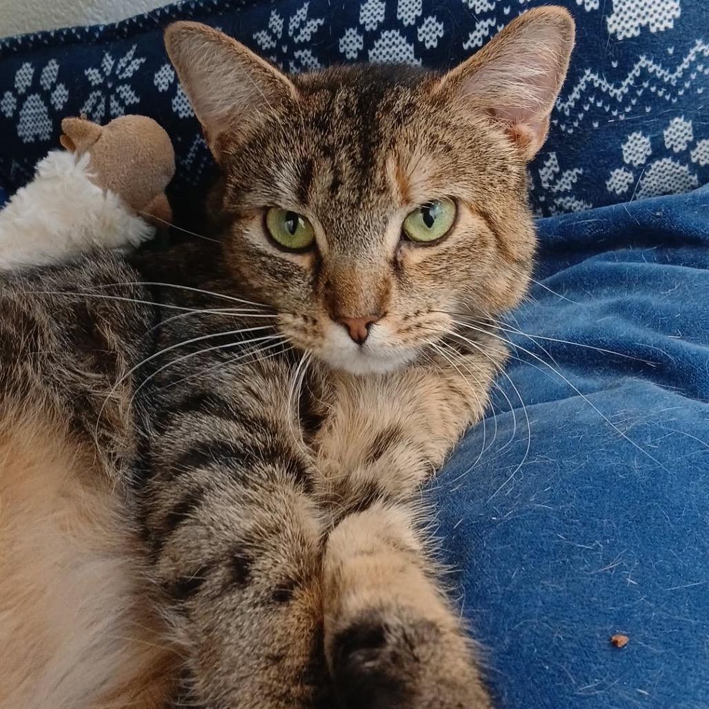 Enlarge Petal (In Foster), a Adoptable Domestic Short Hair in Marshall, VA image 2/6