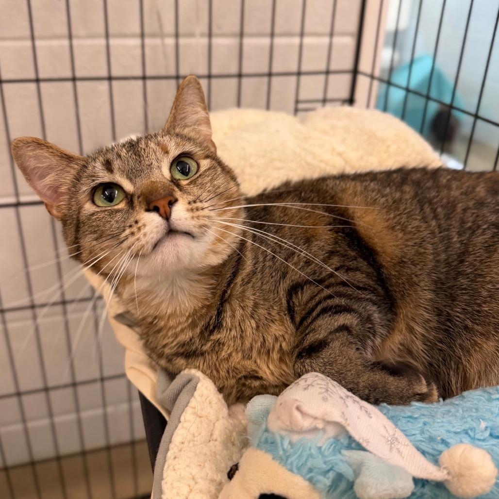 Enlarge Pretty Petal, a Adoptable Domestic Short Hair in Marshall, VA image 2/6