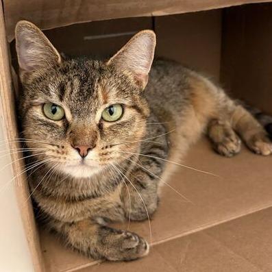 Enlarge Petal, a Adoptable Domestic Short Hair in Marshall, VA image 3/5