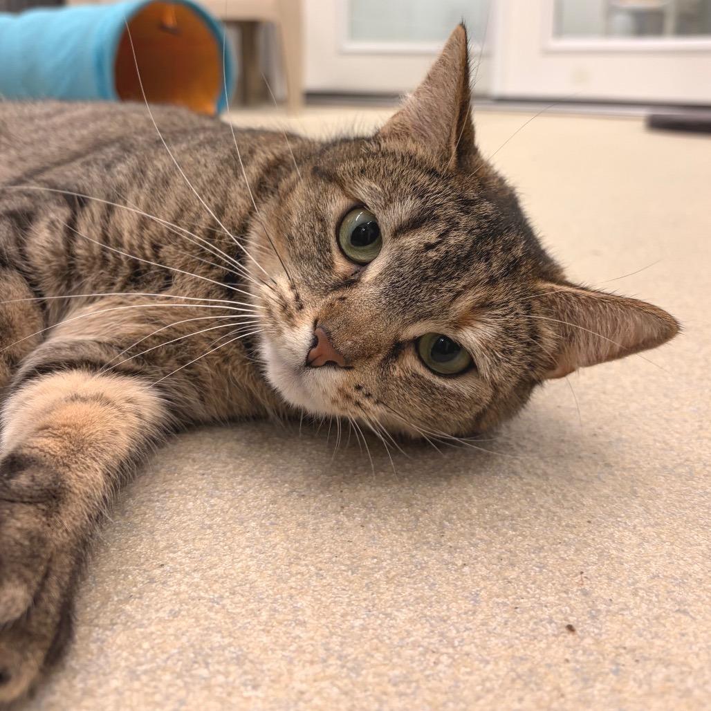 Enlarge Petal, a Adoptable Domestic Short Hair in Marshall, VA image 2/5