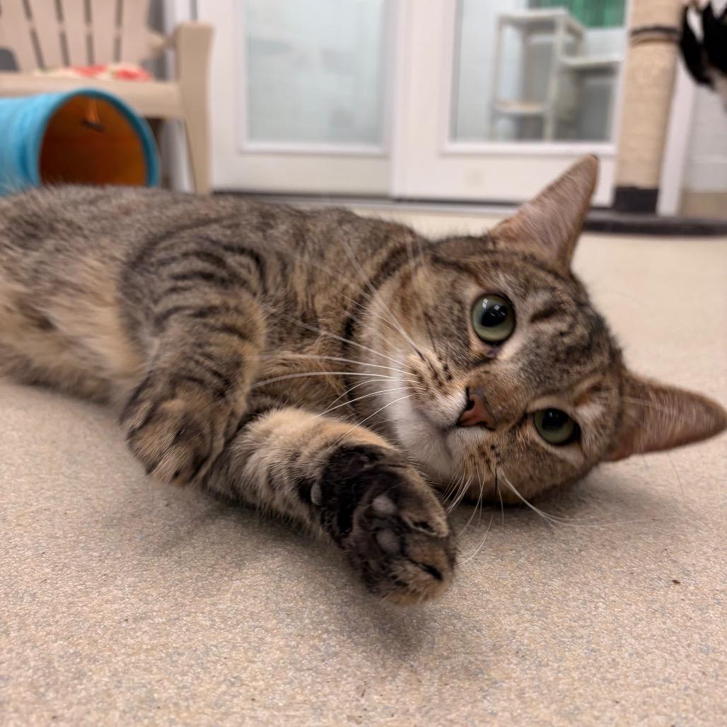 Enlarge Petal, a Adoptable Domestic Short Hair in Marshall, VA image 3/5