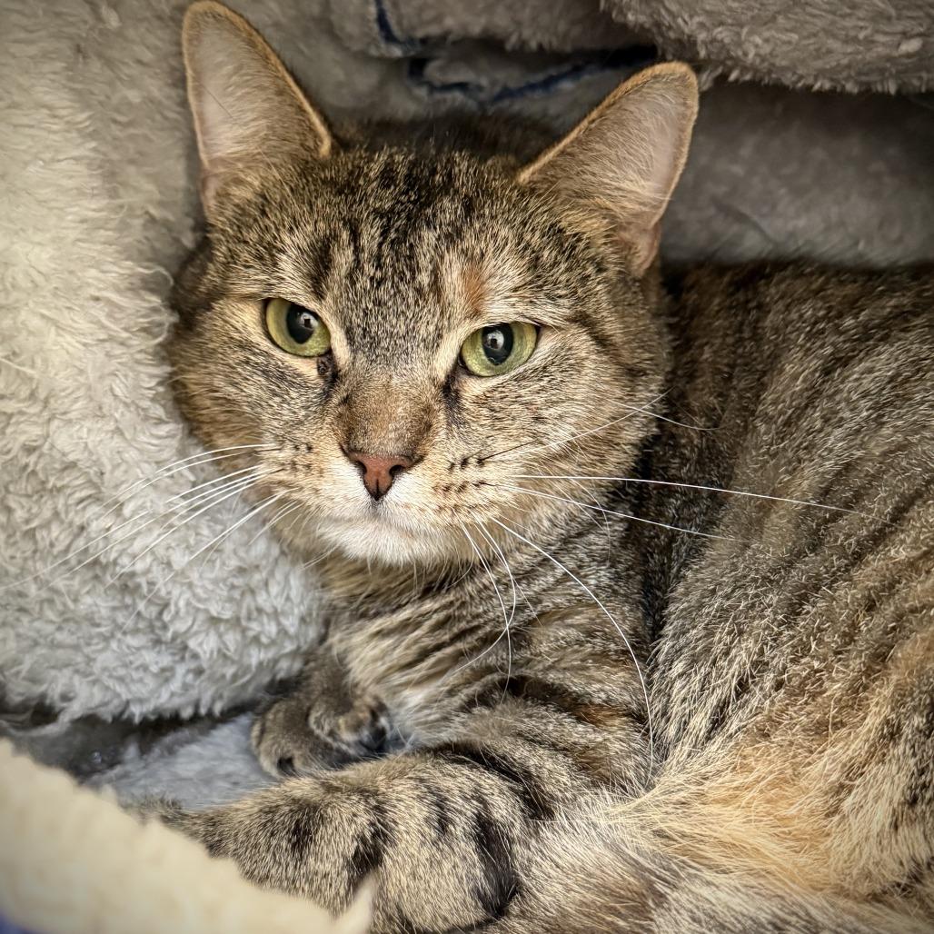 Enlarge Petal, a Adoptable Domestic Short Hair in Marshall, VA image 4/5