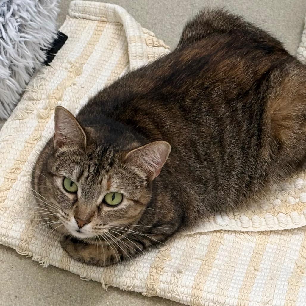 Enlarge Petal, a Adoptable Domestic Short Hair in Marshall, VA image 5/5