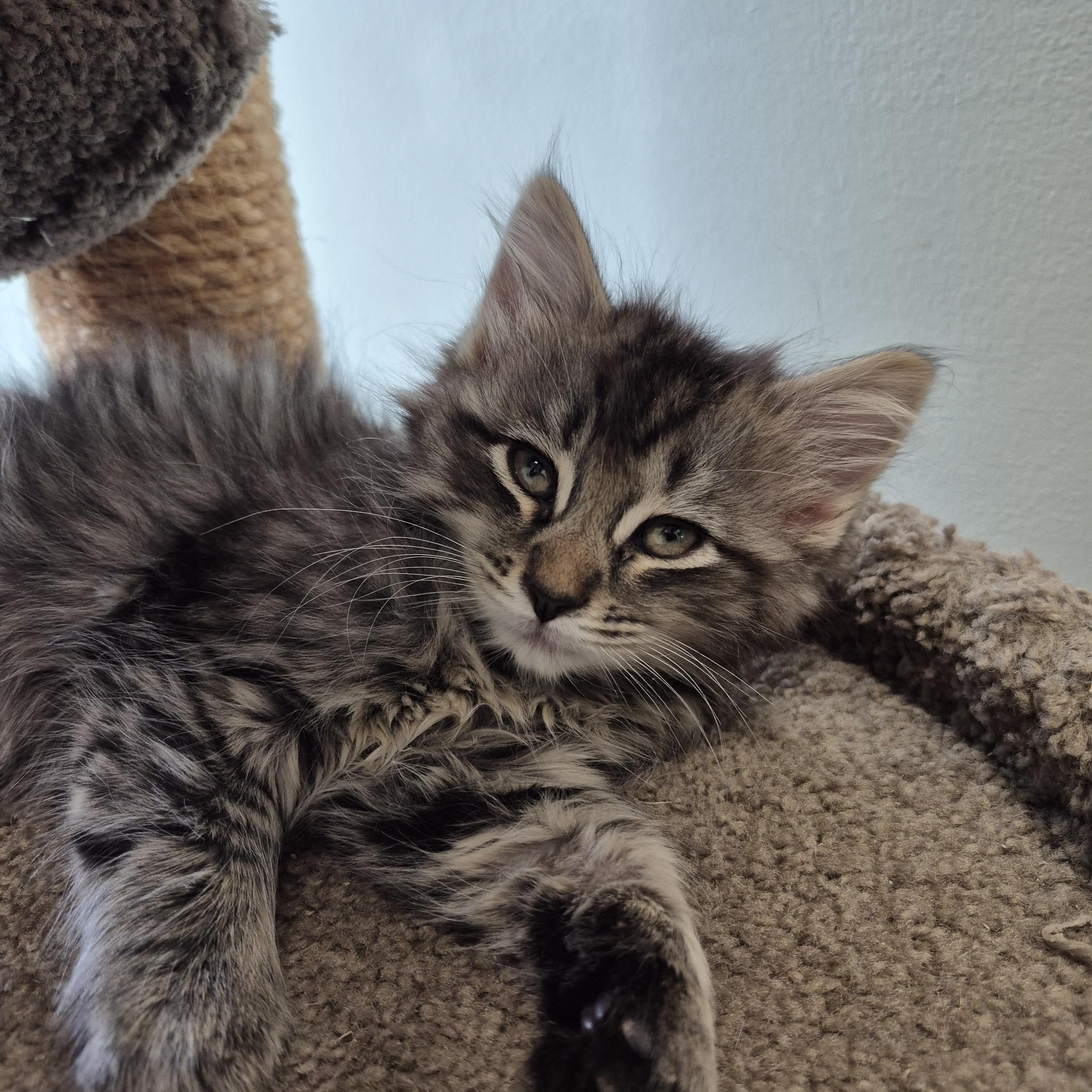 Incognito Mosquito, a Adoptable Domestic Short Hair in Tioga, PA image 2/4