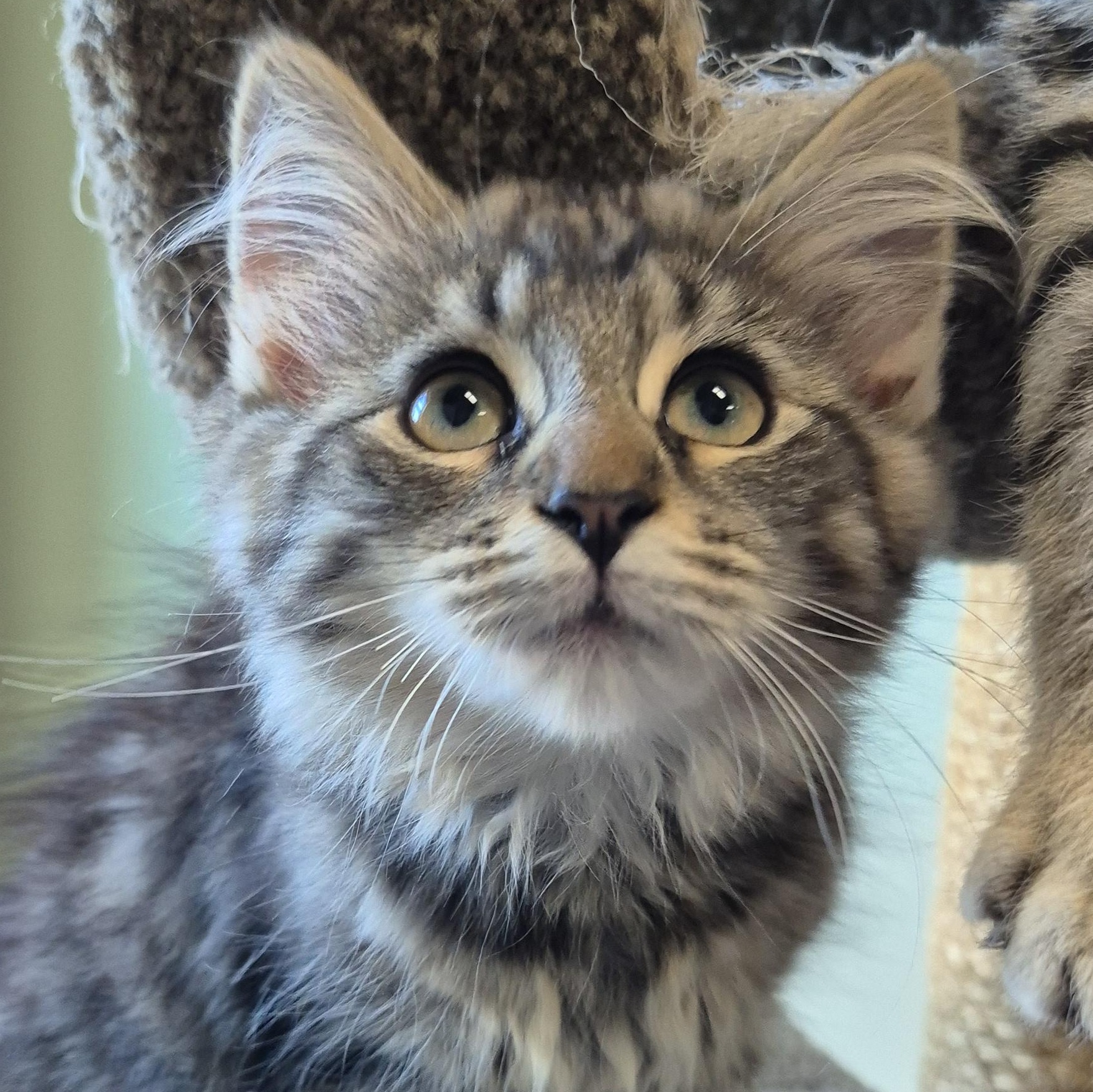 Incognito Mosquito, an adopted Domestic Short Hair in Tioga, PA image 1/6