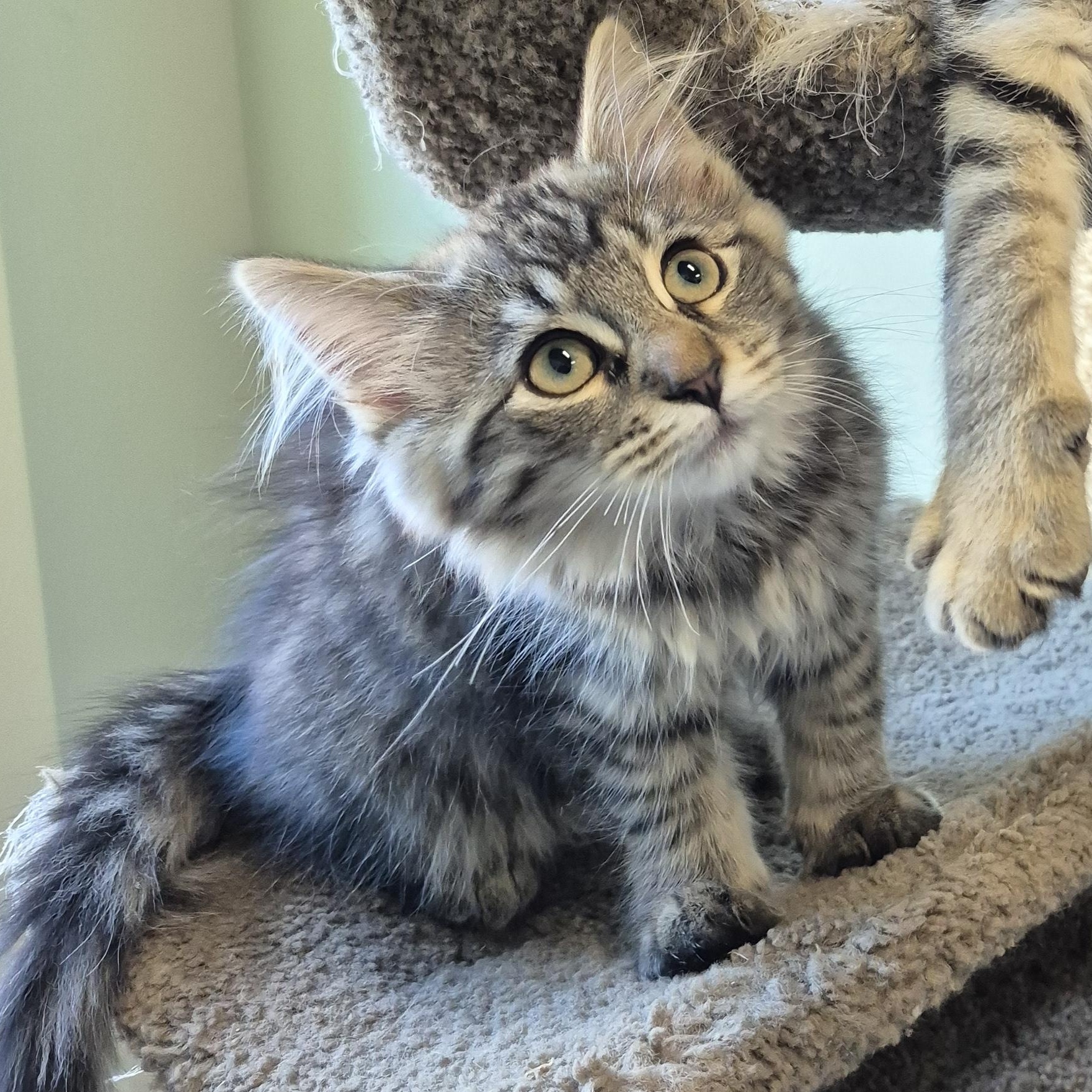 Incognito Mosquito, an adopted Domestic Short Hair in Tioga, PA image 2/6