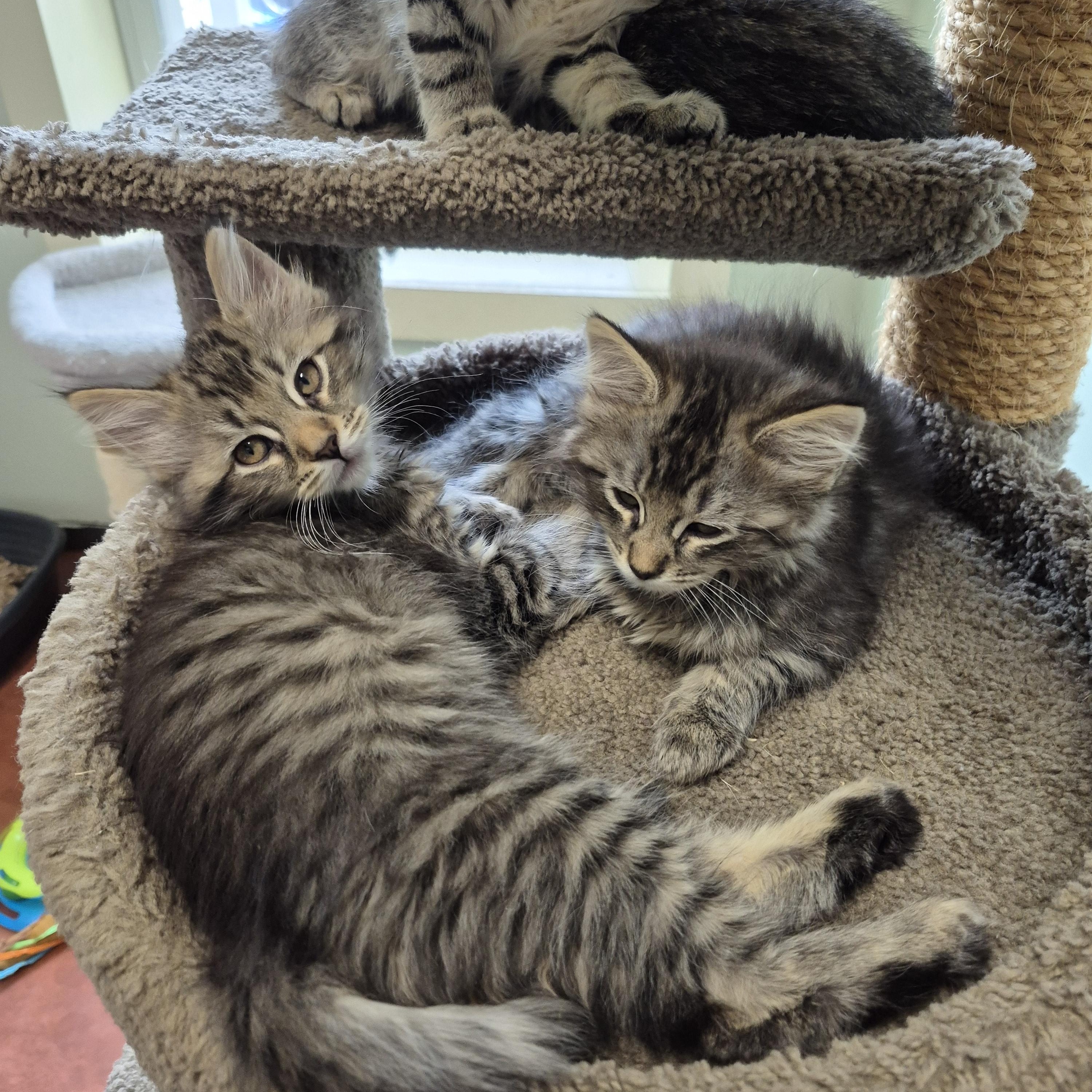 Incognito Mosquito, a Adoptable Domestic Short Hair in Tioga, PA image 4/4