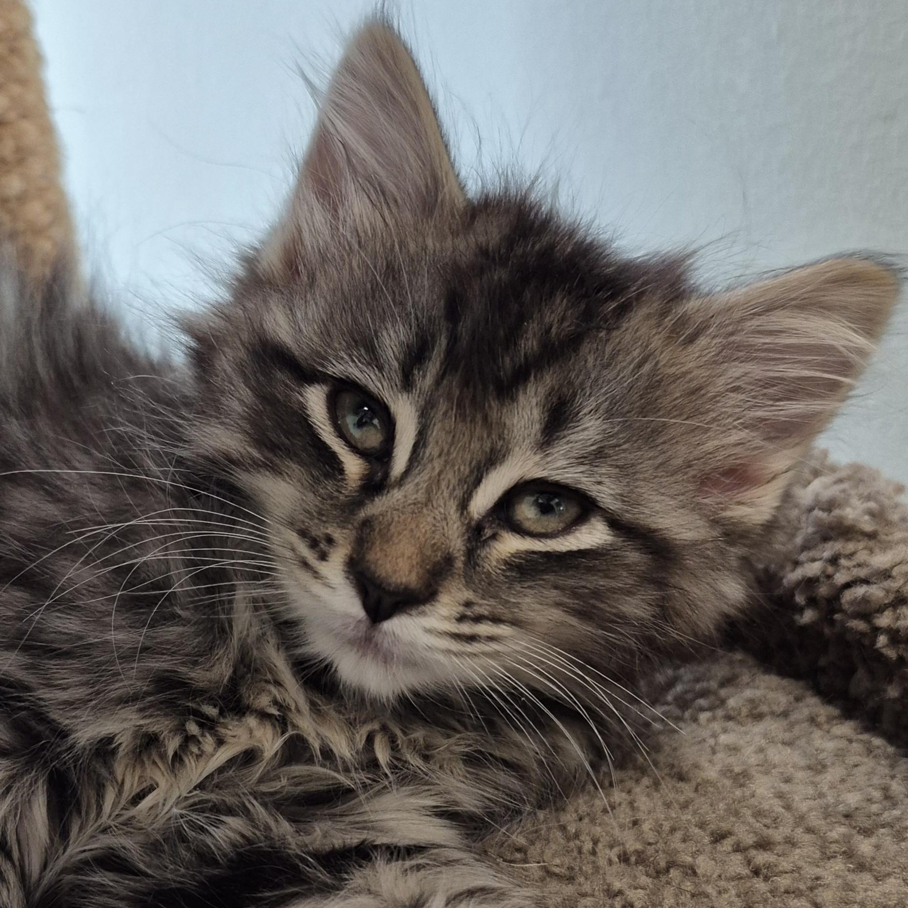 Incognito Mosquito, Adoptable, Kitten Female Domestic Short Hair.