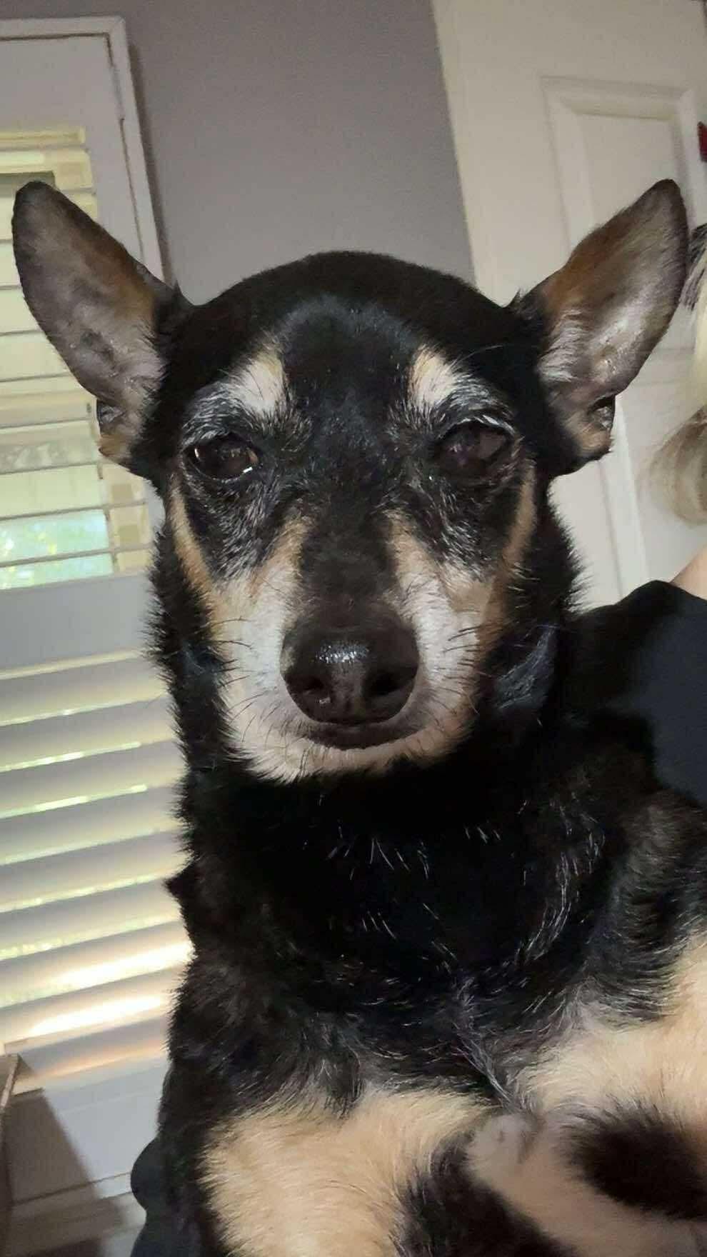 Max, a Adopted Chihuahua in Stratham, NH image 1/2