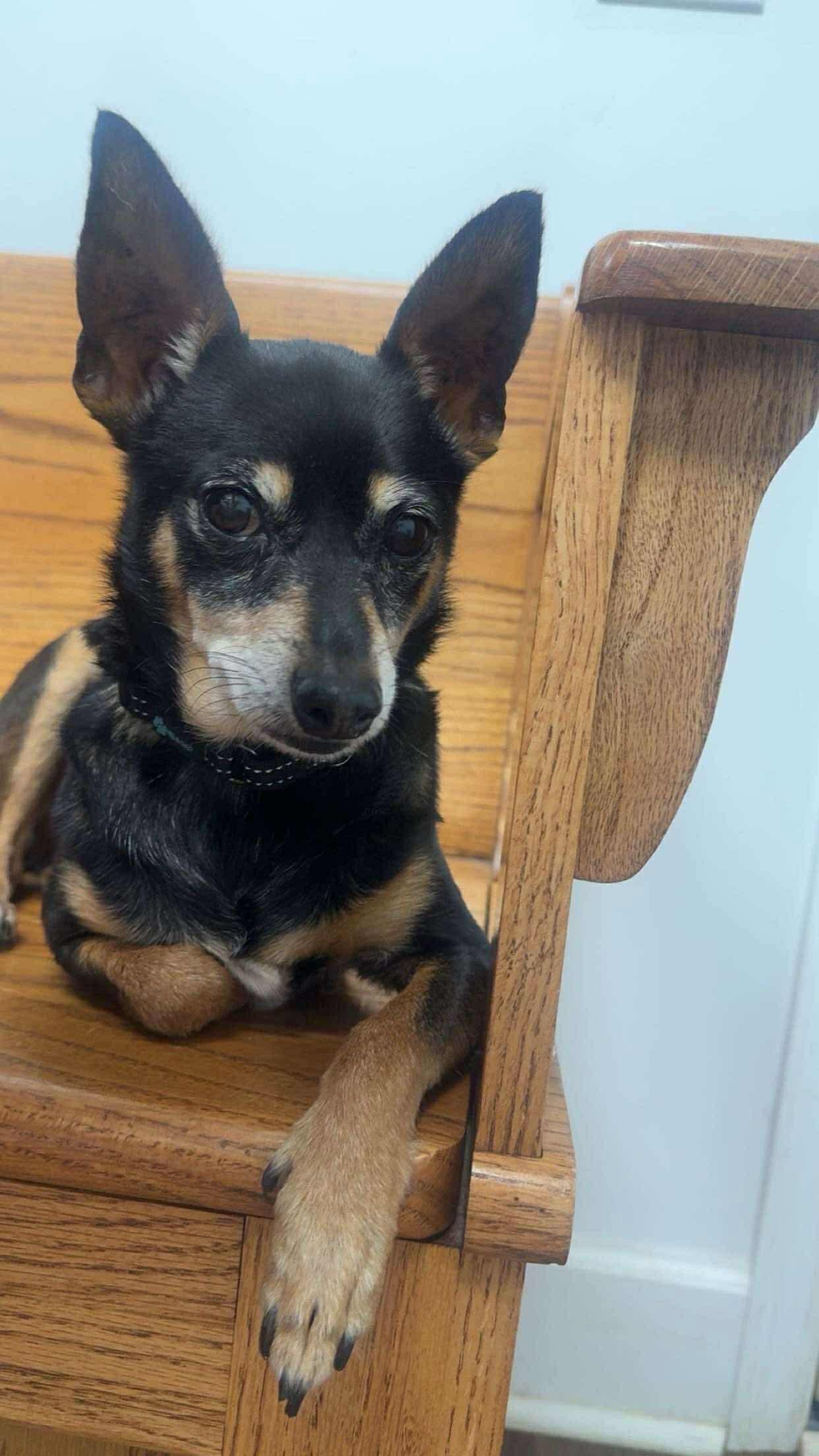 Max, a Adopted Chihuahua in Stratham, NH image 2/2