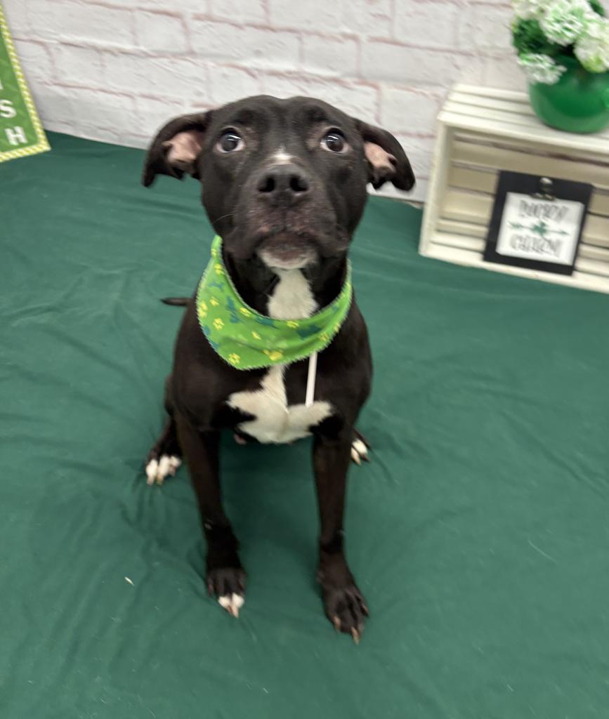 Enlarge Demelza, a Adoptable mixed breed in Detroit, MI image 1/6