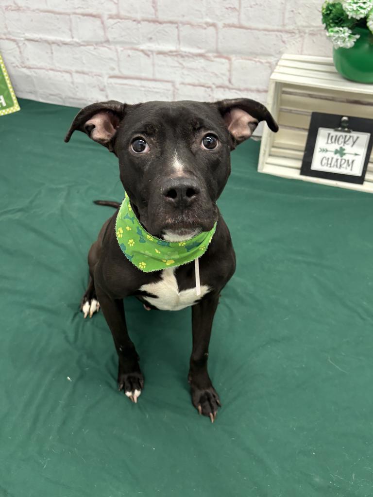 Enlarge Demelza, a Adoptable mixed breed in Detroit, MI image 2/6