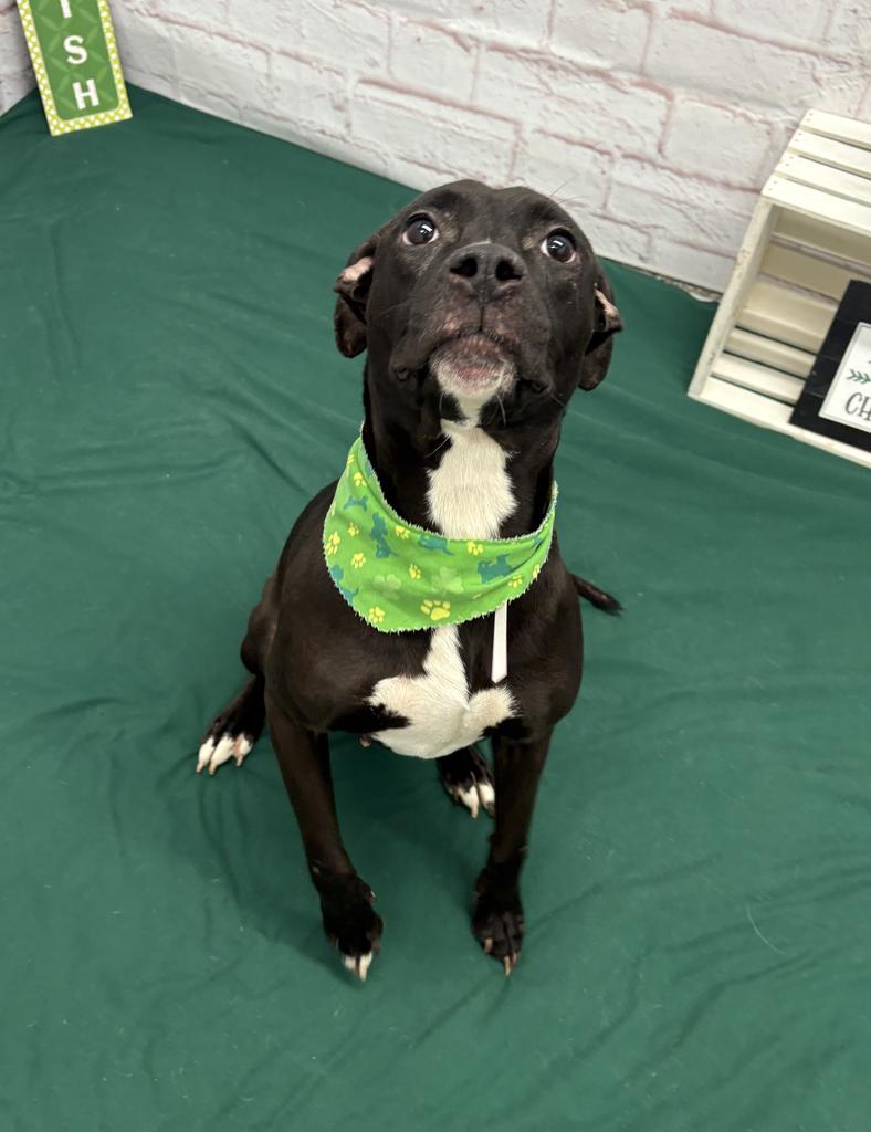 Enlarge Demelza, a Adoptable mixed breed in Detroit, MI image 3/6