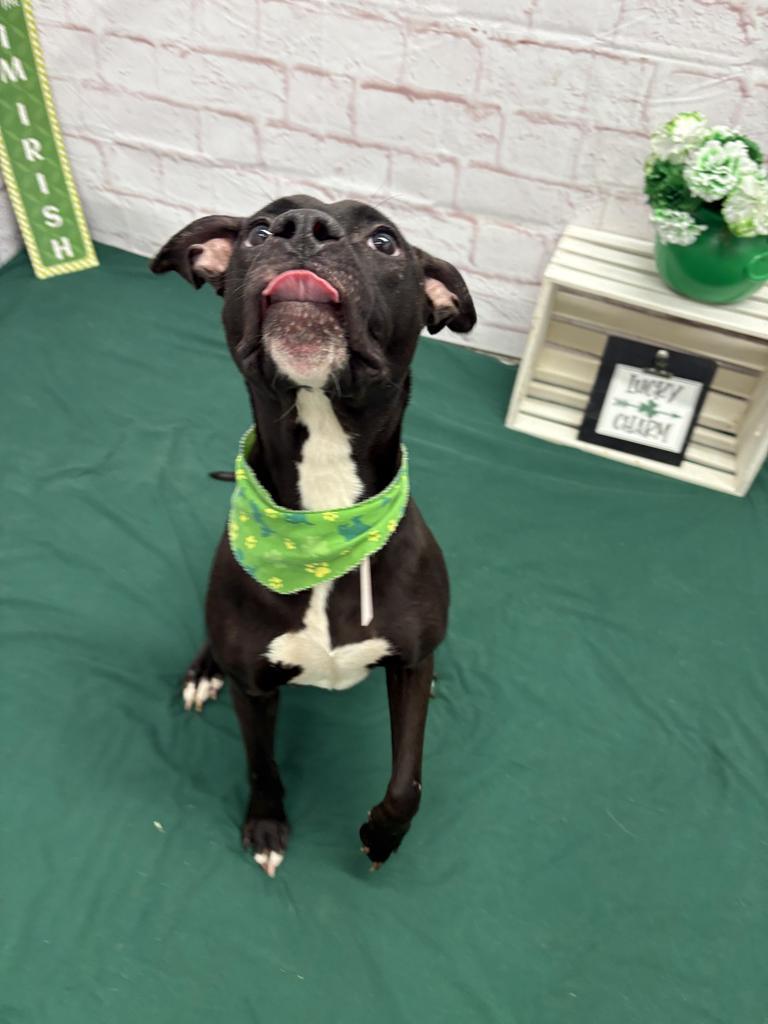 Enlarge Demelza, a Adoptable mixed breed in Detroit, MI image 4/6