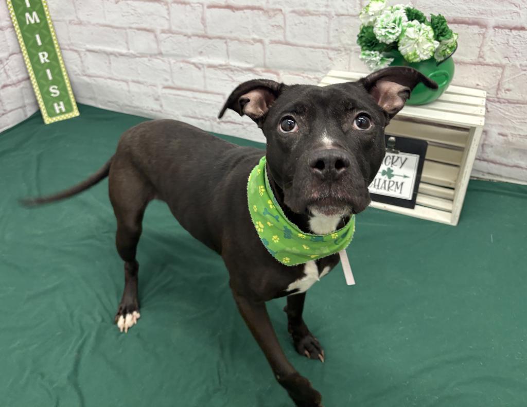 Enlarge Demelza, a Adoptable mixed breed in Detroit, MI image 5/6