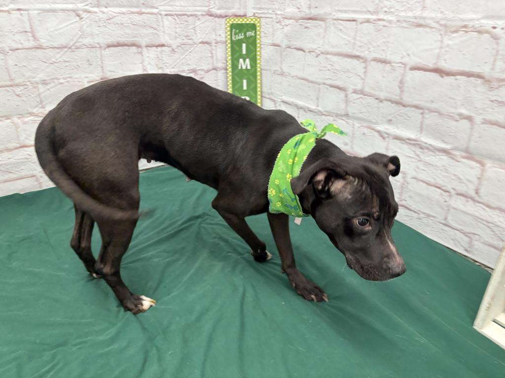 Enlarge Demelza, a Adoptable mixed breed in Detroit, MI image 6/6