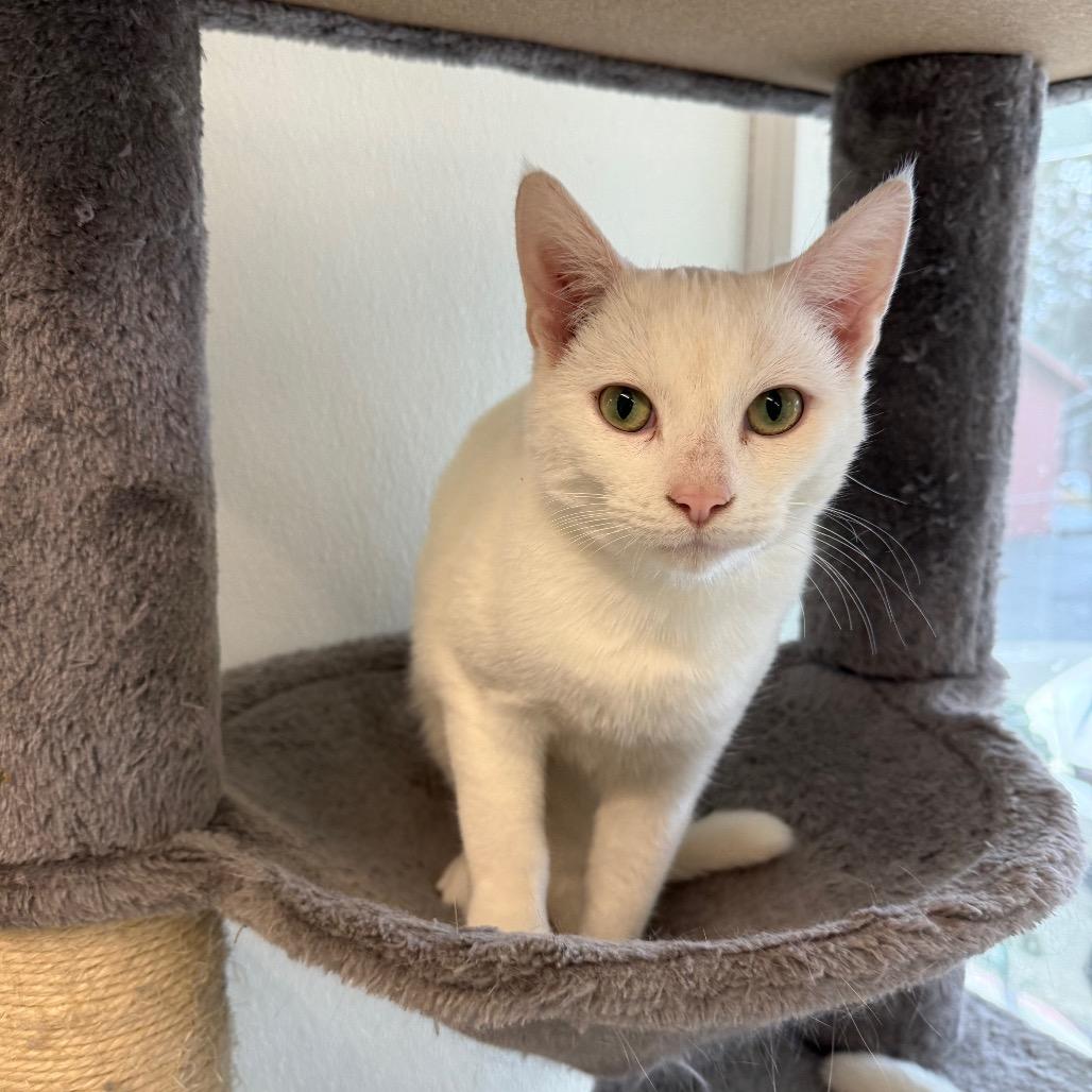 Enlarge Feta, a Adoptable Domestic Short Hair in Mount Shasta, CA image 1/2