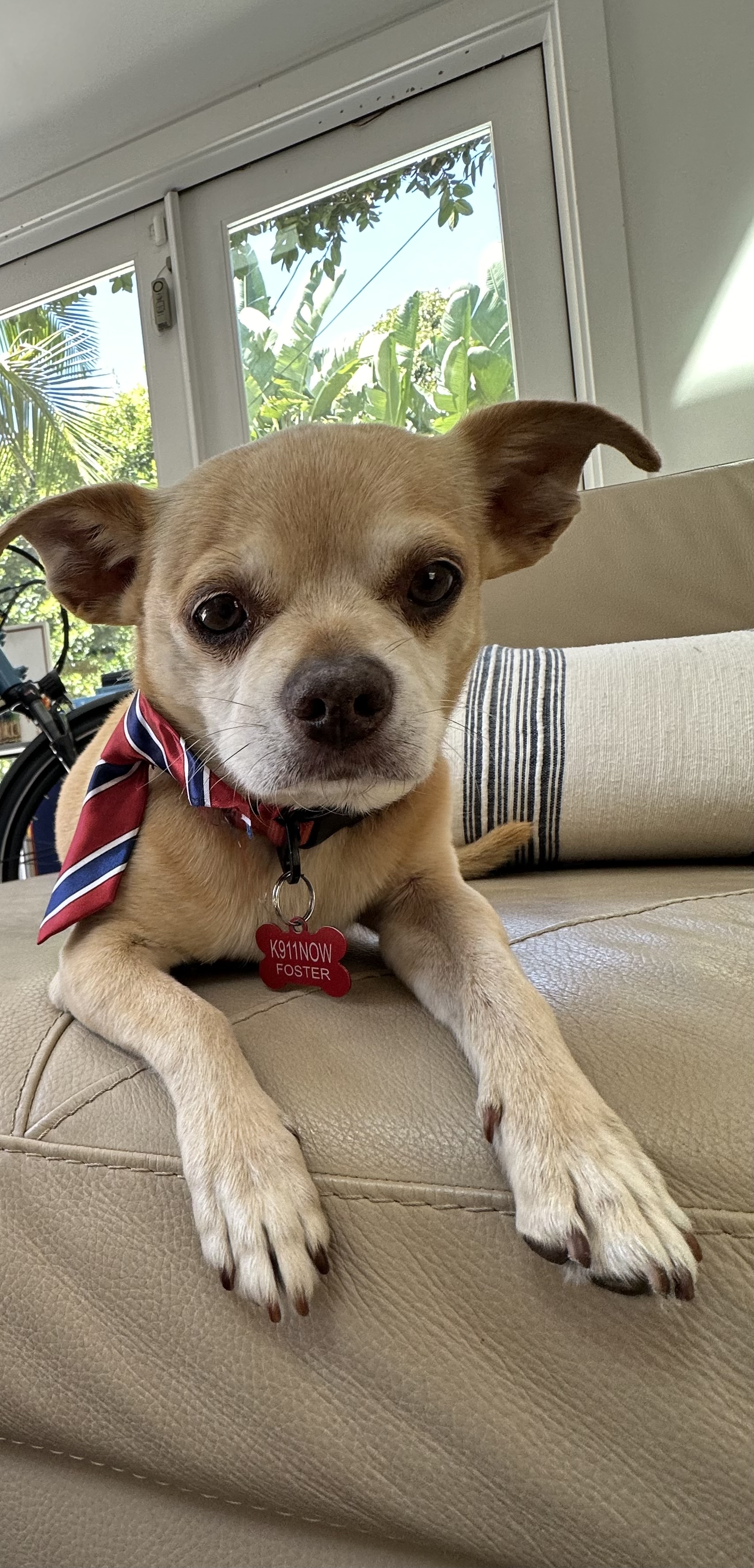 Enlarge Freddie and Louis, a Adoptable mixed breed in Claremont, CA image 1/5