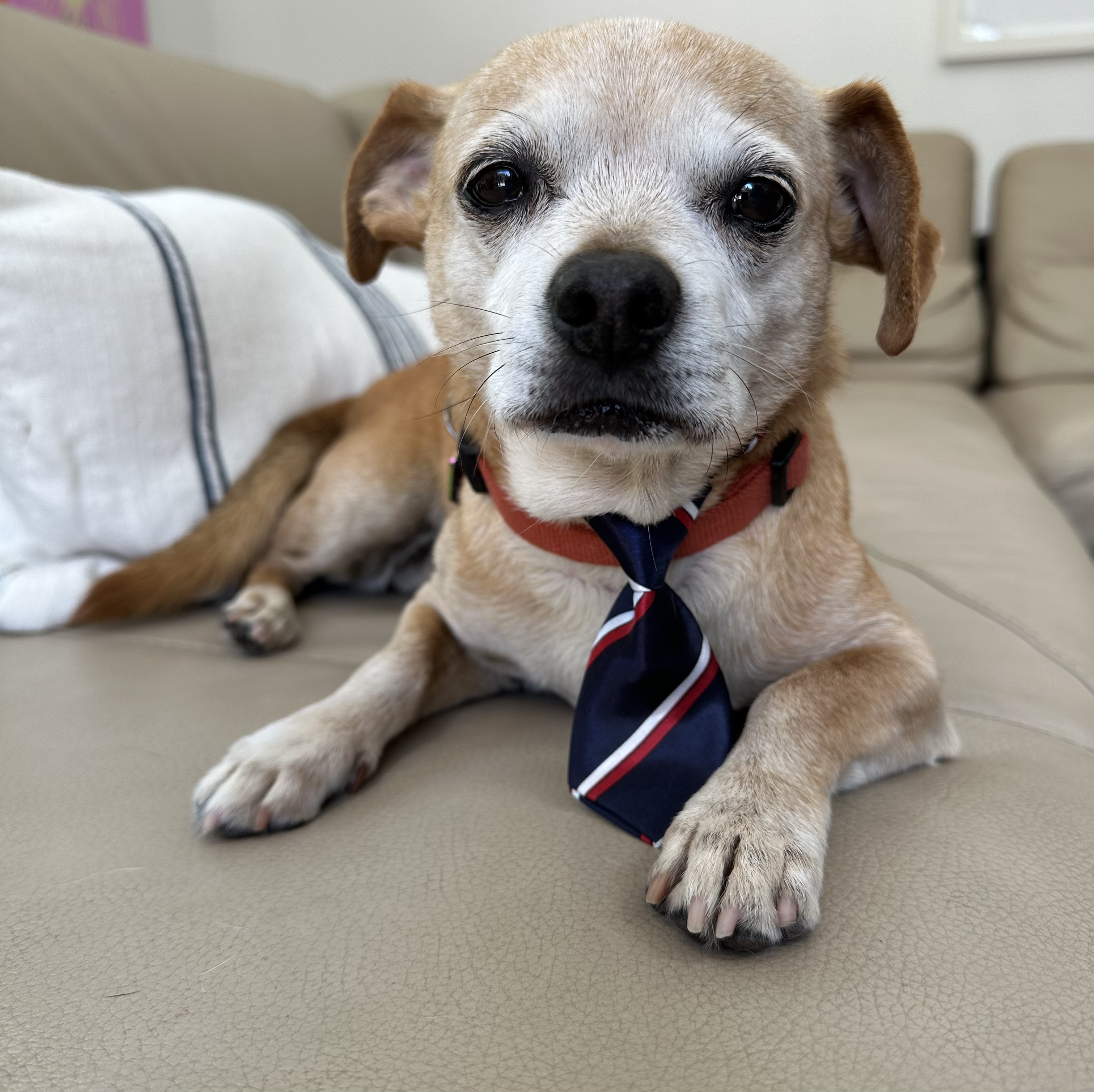 Enlarge Freddie and Louis, a Adoptable mixed breed in Claremont, CA image 2/5