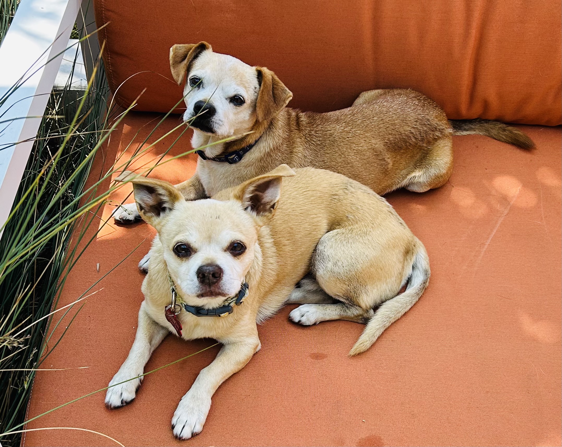 Enlarge Freddie and Louis, a Adoptable mixed breed in Claremont, CA image 5/5