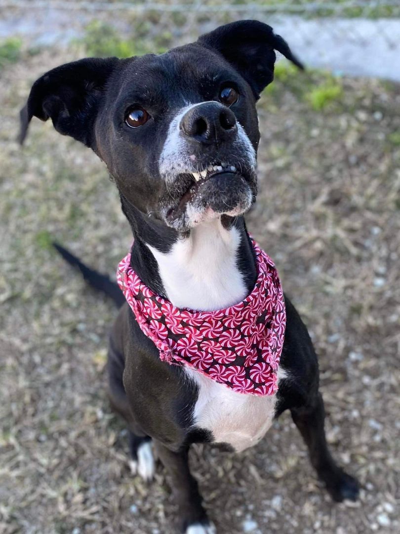 PRIM, Adult Female Boxer