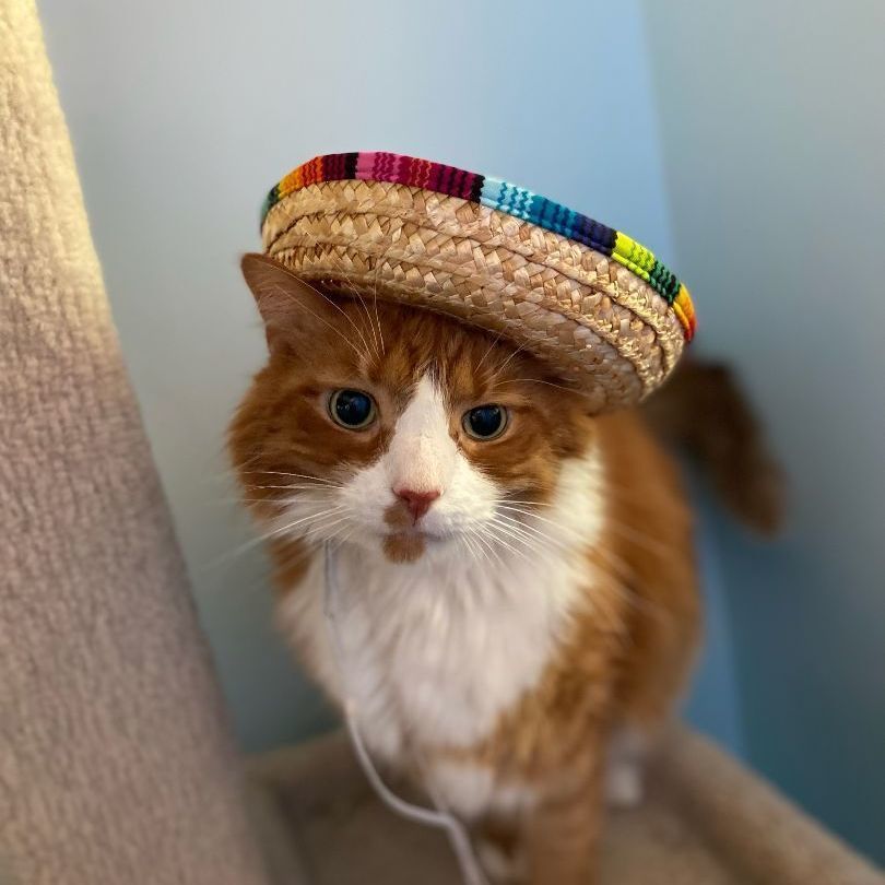 Enlarge Keegan, a Adopted Maine Coon in Fairfax Station, VA image 1/3