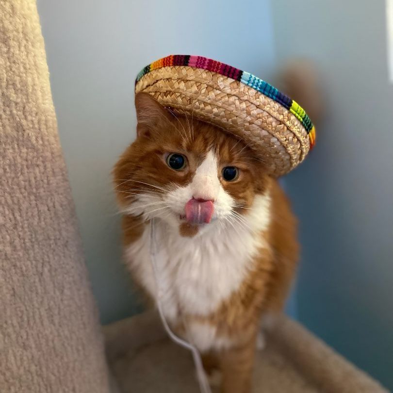 Enlarge Keegan, a Adopted Maine Coon in Fairfax Station, VA image 2/3