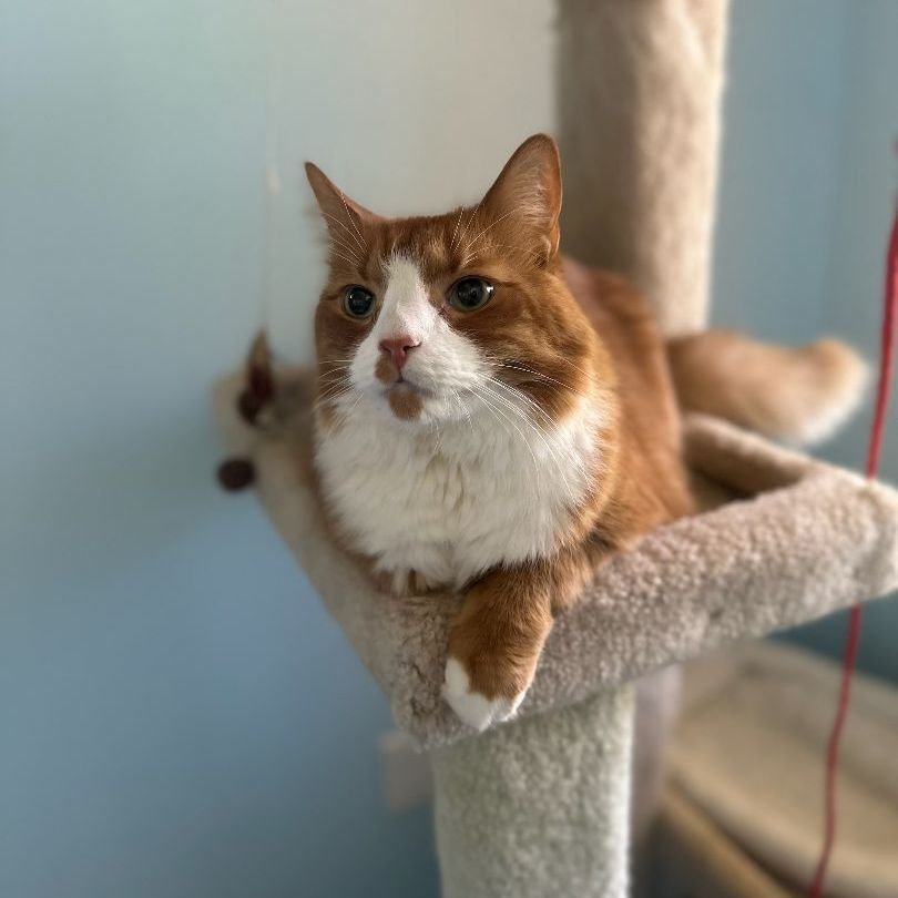 Enlarge Keegan, a Adopted Maine Coon in Fairfax Station, VA image 3/3