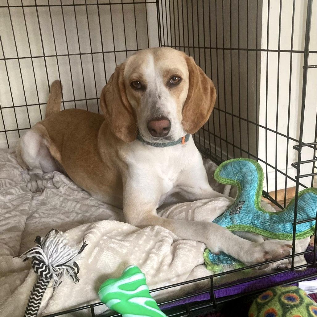Kora, Adoptable, Adult Female Hound & Mixed Breed.